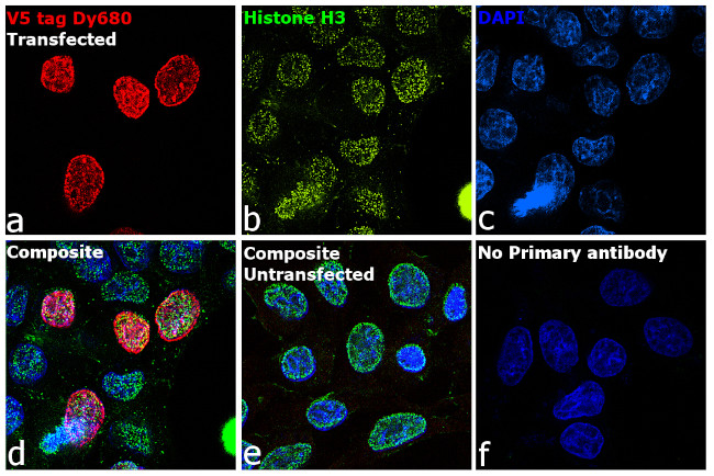 V5 Tag Antibody in Immunocytochemistry (ICC/IF)