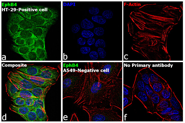 EphB4 Antibody