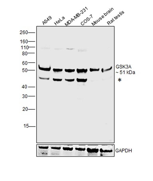 GSK3 alpha Antibody in Western Blot (WB)