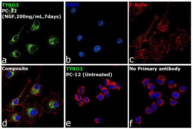 TYRO3 Antibody