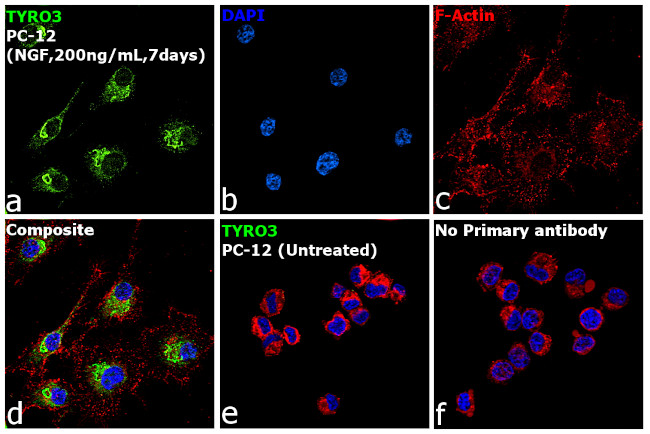 TYRO3 Antibody in Immunocytochemistry (ICC/IF)