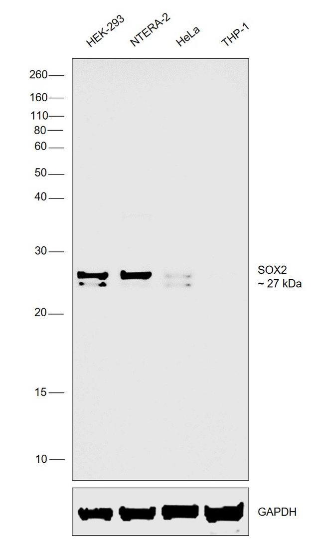 SOX2 Monoclonal Antibody (10F10C9) (MA5-15449)