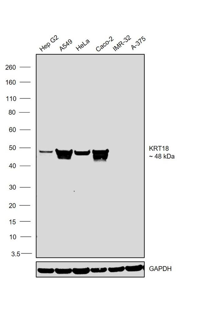 Cytokeratin 18 Antibody in Western Blot (WB)