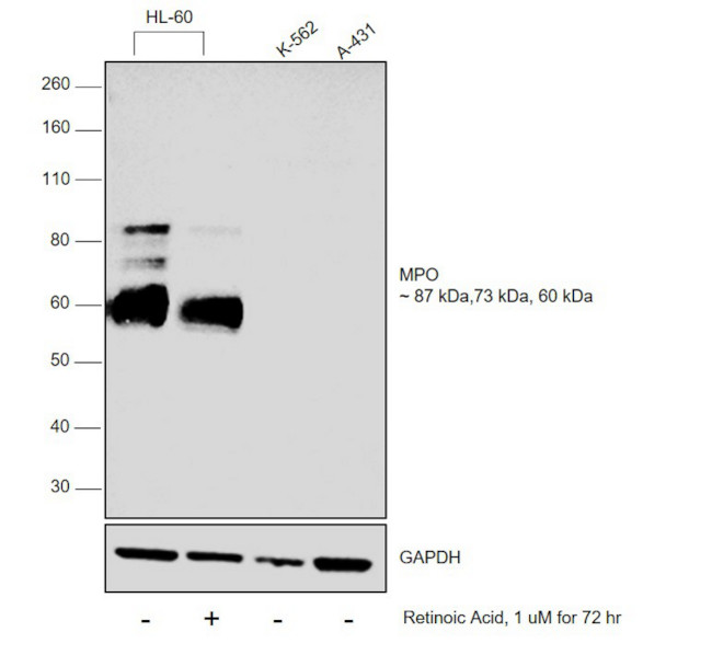 Myeloperoxidase Monoclonal Antibody (9B12G7,4D8B12,9B12D9,9C11A5)