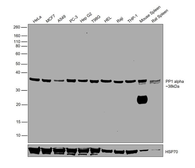 PP1 alpha Antibody in Western Blot (WB)