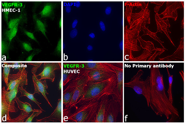 VEGF Receptor 3 Antibody in Immunocytochemistry (ICC/IF)