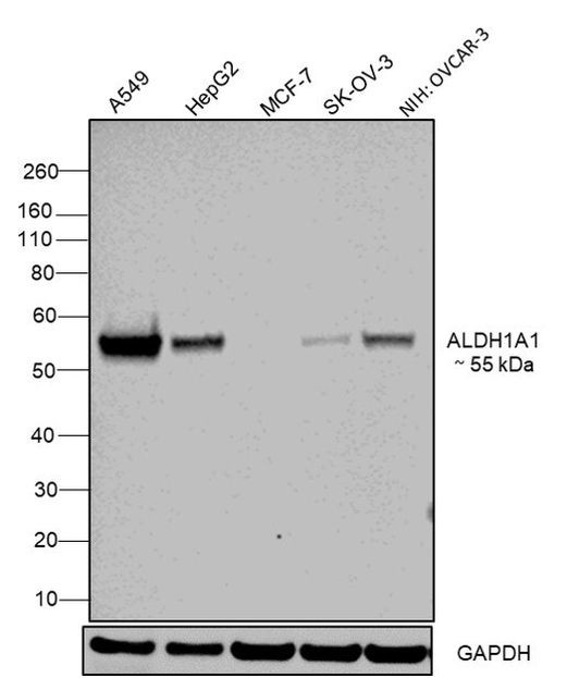 ALDH1A1 Antibody