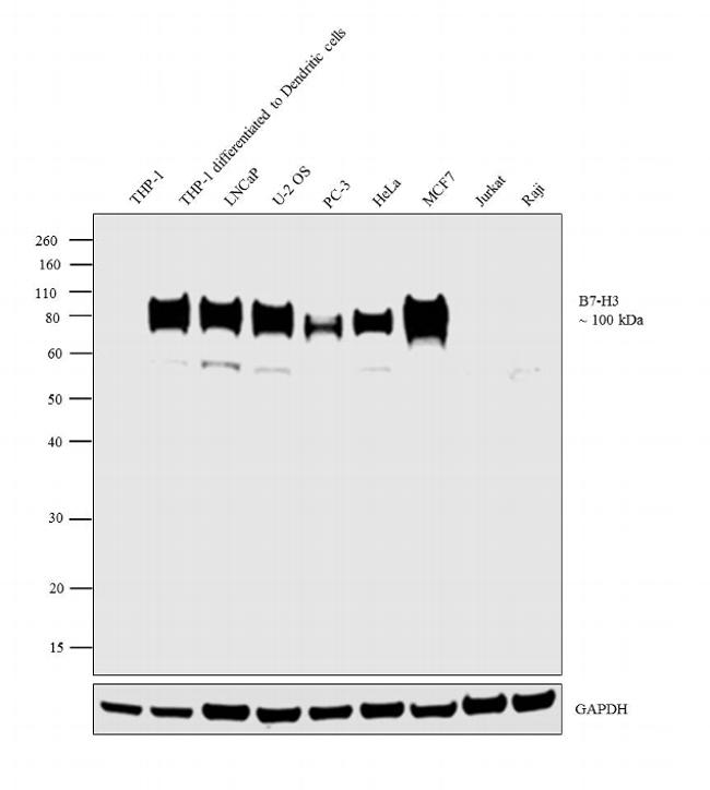 B7-H3 Antibody