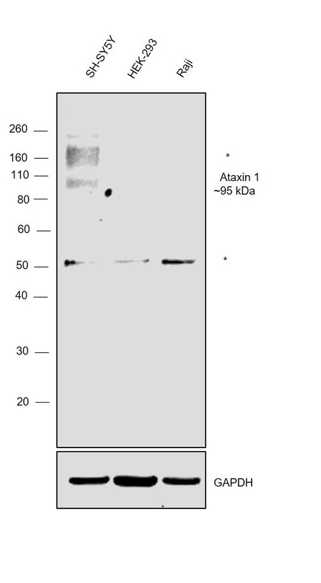 Ataxin 1 Antibody in Western Blot (WB)