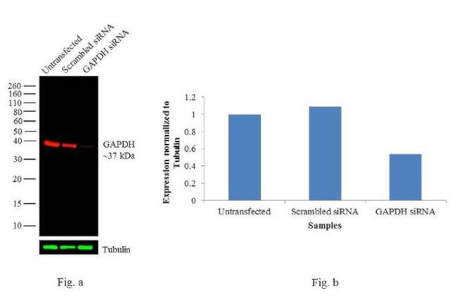 GAPDH Loading Control Antibody