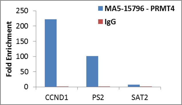 PRMT4 Antibody