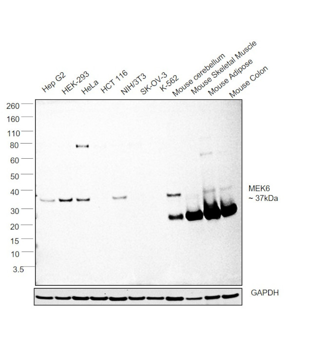 MEK6 Antibody