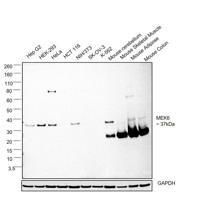 MEK6 Antibody in Western Blot (WB)