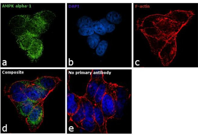 AMPK alpha-1 Antibody in Immunocytochemistry (ICC/IF)