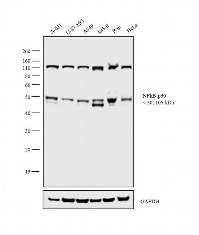 NFkB p50 Antibody in Western Blot (WB)