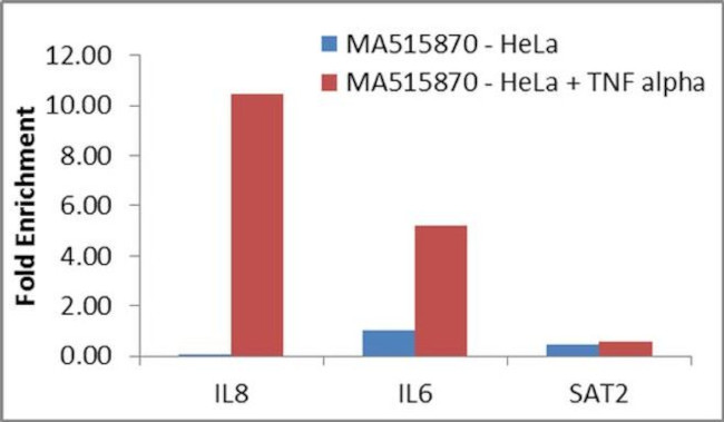 NFkB p50 Antibody