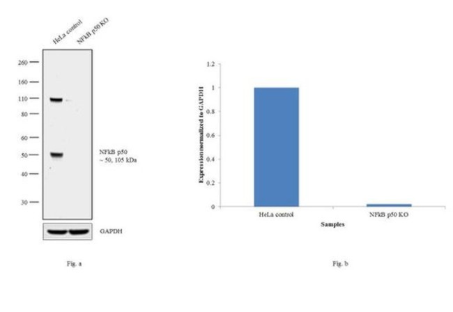 NFkB p50 Antibody