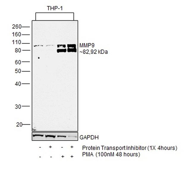 MMP9 Antibody in Western Blot (WB)