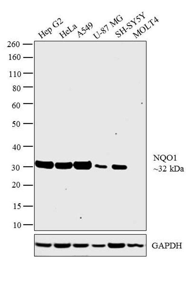 NQO1 Antibody