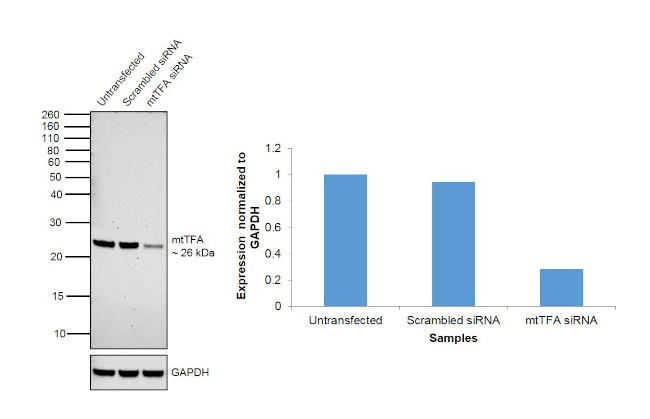 TFAM Antibody