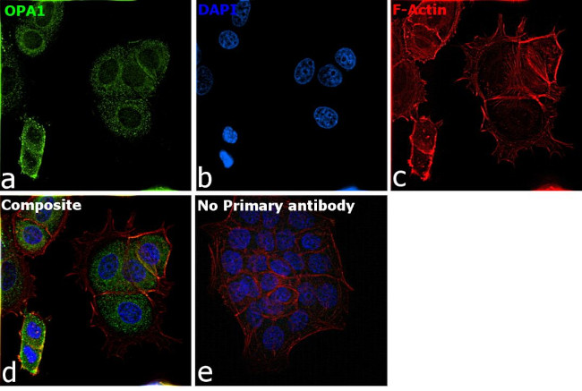 OPA1 Antibody in Immunocytochemistry (ICC/IF)