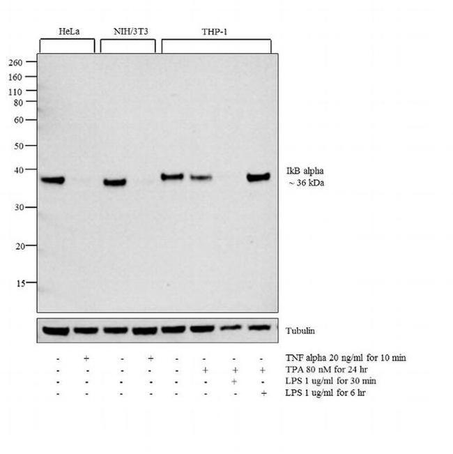 IkB alpha Antibody