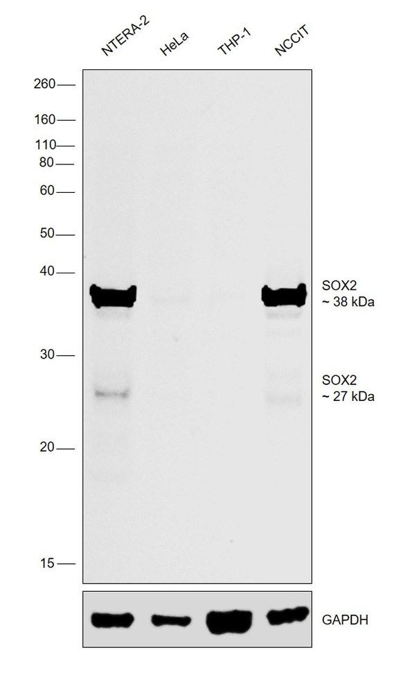 SOX2 Antibody