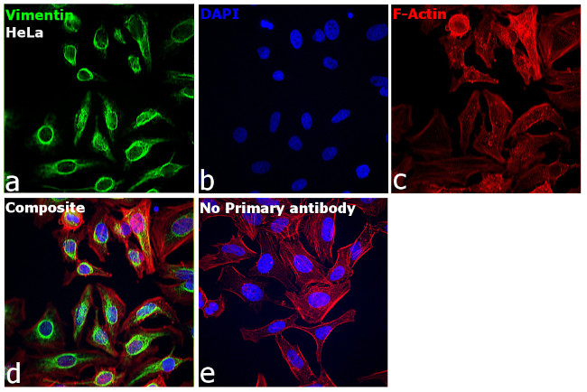 Vimentin Antibody in Immunocytochemistry (ICC/IF)