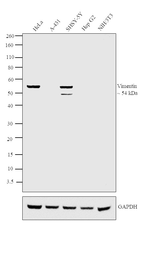 Vimentin Antibody