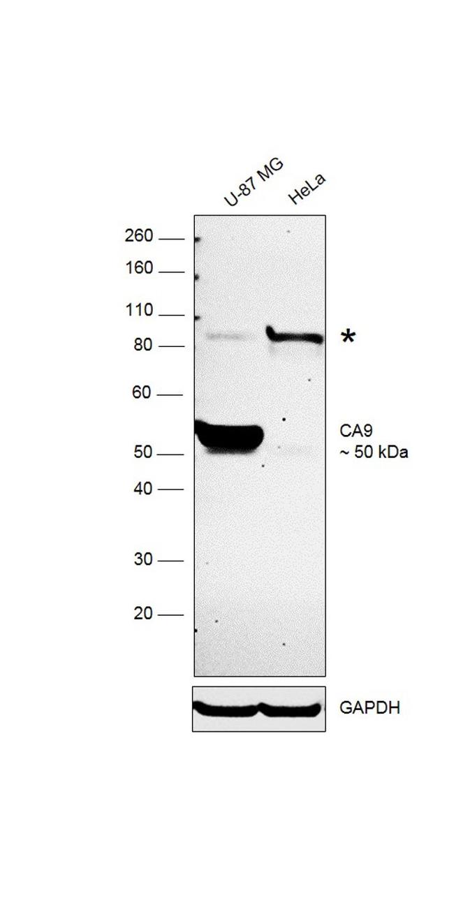 Carbonic Anhydrase IX Antibody in Western Blot (WB)