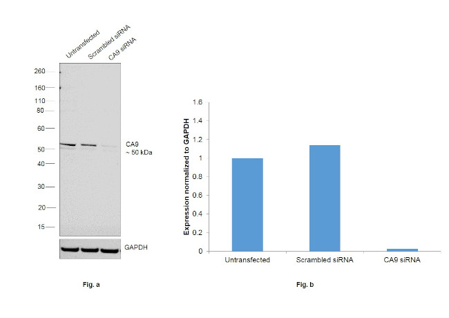 Carbonic Anhydrase IX Antibody