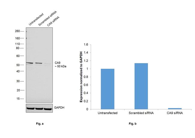 Carbonic Anhydrase IX Antibody in Western Blot (WB)