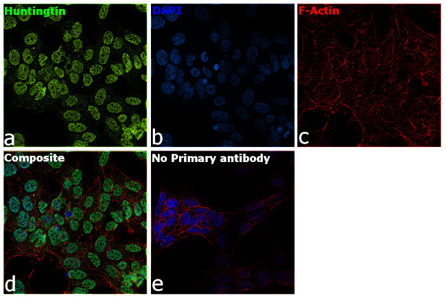 Huntingtin Antibody in Immunocytochemistry (ICC/IF)