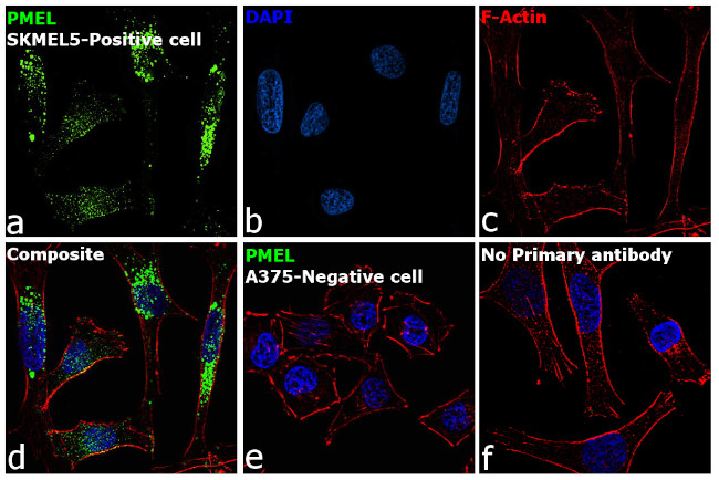 PMEL Antibody