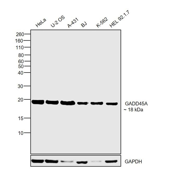 GADD45A Antibody in Western Blot (WB)