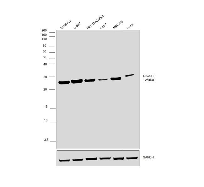 RhoGDI Antibody in Western Blot (WB)