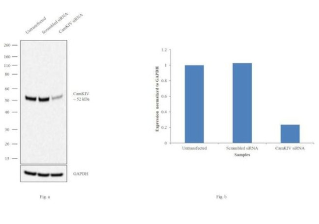 CaMKIV Antibody