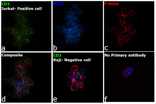 CD3 Antibody