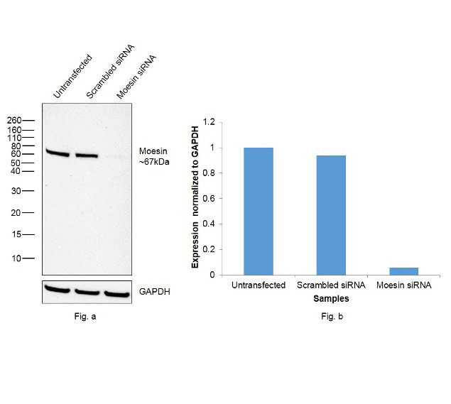 Moesin Antibody