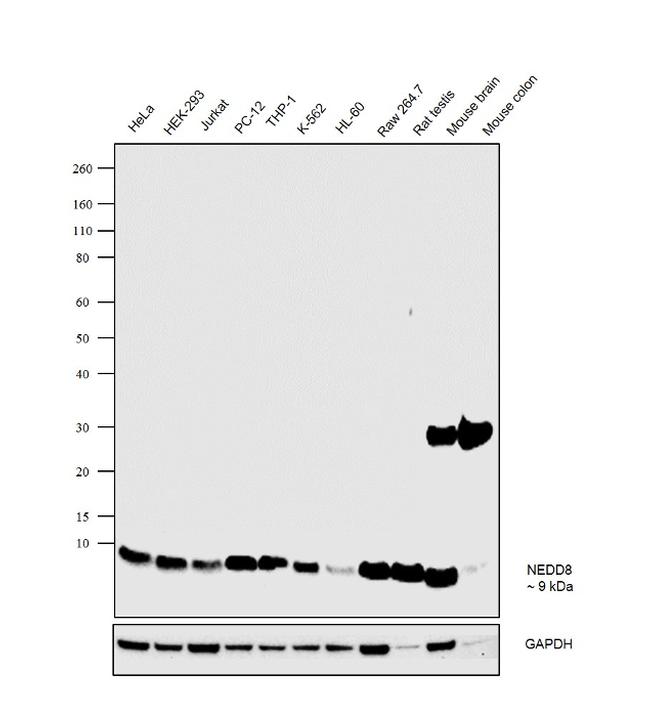 NEDD8 Antibody in Western Blot (WB)