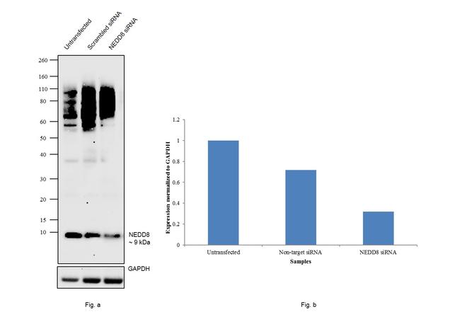 NEDD8 Antibody in Western Blot (WB)