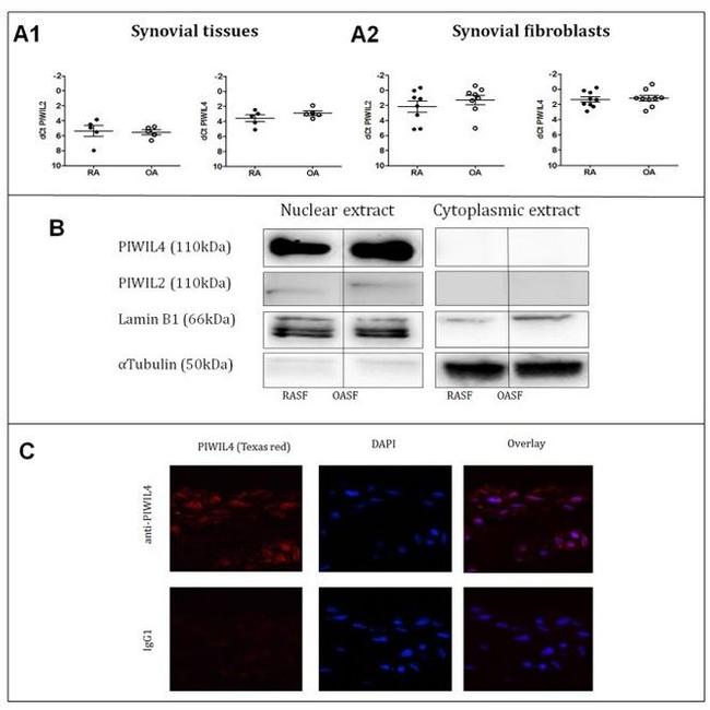 PIWIL4 Antibody in Western Blot (WB)