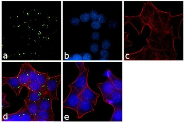 C1q Antibody in Immunocytochemistry (ICC/IF)