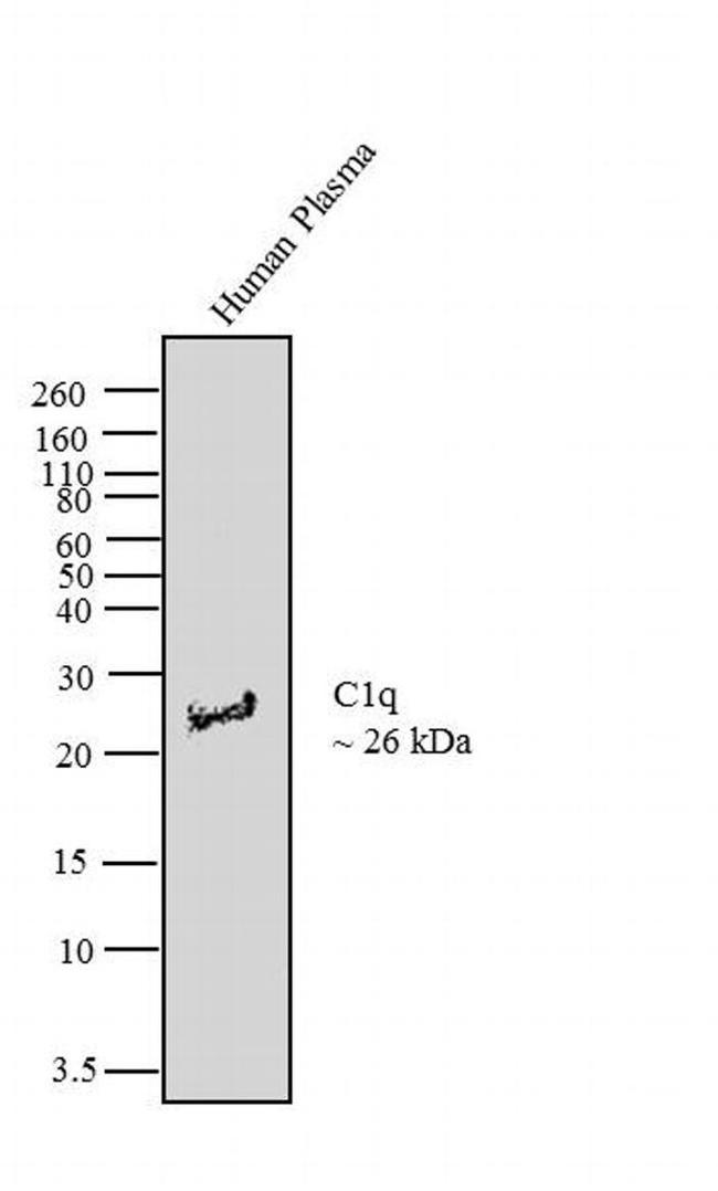 C1q Antibody in Western Blot (WB)