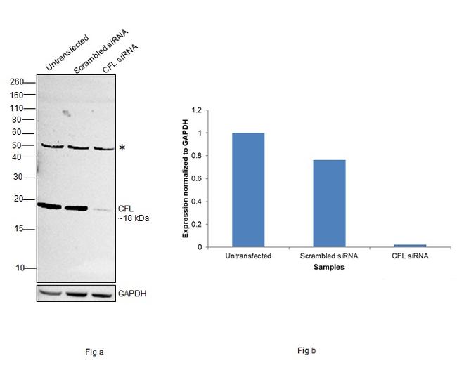 Cofilin Antibody in Western Blot (WB)