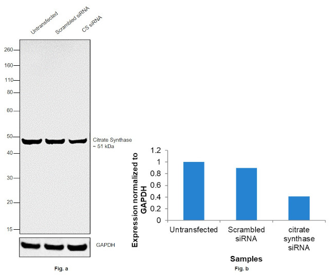 Citrate Synthase Antibody