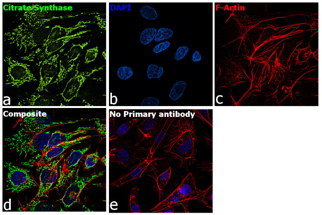 Citrate Synthase Antibody in Immunocytochemistry (ICC/IF)