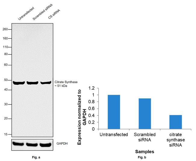 Citrate Synthase Antibody in Western Blot (WB)