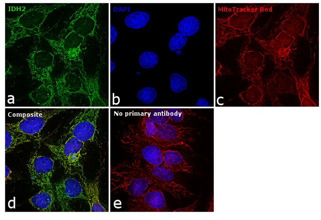 IDH2 Antibody in Immunocytochemistry (ICC/IF)