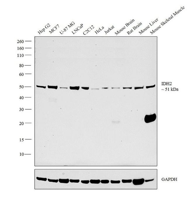 IDH2 Antibody in Western Blot (WB)